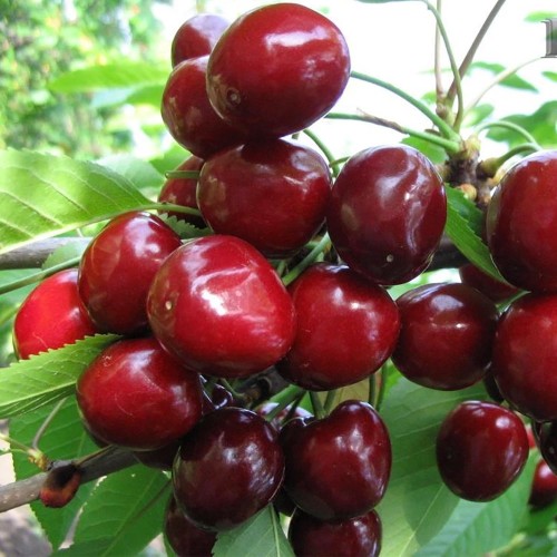 Prunus avium 'Tjutсhevka' - Magus kirsipuu 'Tjutсhevka' C6/6L Prunus avium 'Tjutсhevka' - Magus kirsipuu 'Tjutсhevka' C6/6L